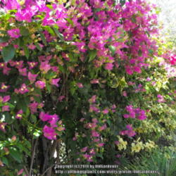 Location: Hidden Hills CA zone 10b
Date: 2014-07-04
Mixed Bougainvillea - approximately 10 years old, trimmed annuall
