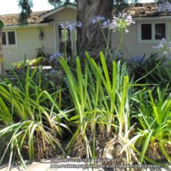 Location: Hidden Hills CA zone 10b
Date: 2014-07-04
Foliage approximately 36" tall - with blooms, 4.5-5 feet - waitin