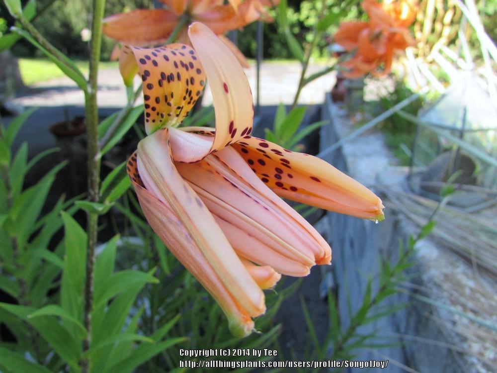 Photo of Double Tiger Lily (Lilium lancifolium 'Flore Pleno') uploaded by SongofJoy