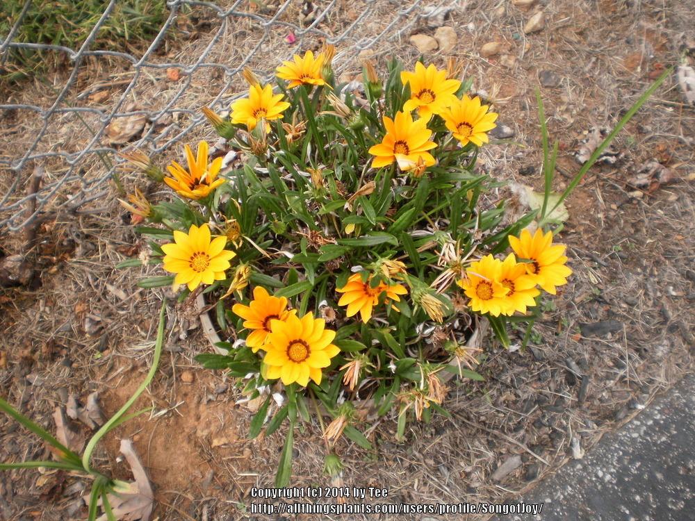 Photo of Treasure Flower (Gazania) uploaded by SongofJoy