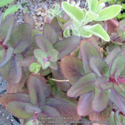 Location: Middle Tennessee
Date: 2014-07-05
Light upper leaves are another sedum variety