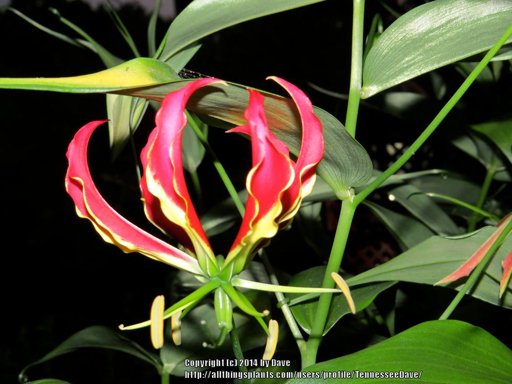 Photo of Gloriosa Lily (Gloriosa superba 'Rothschildiana') uploaded by TennesseeDave