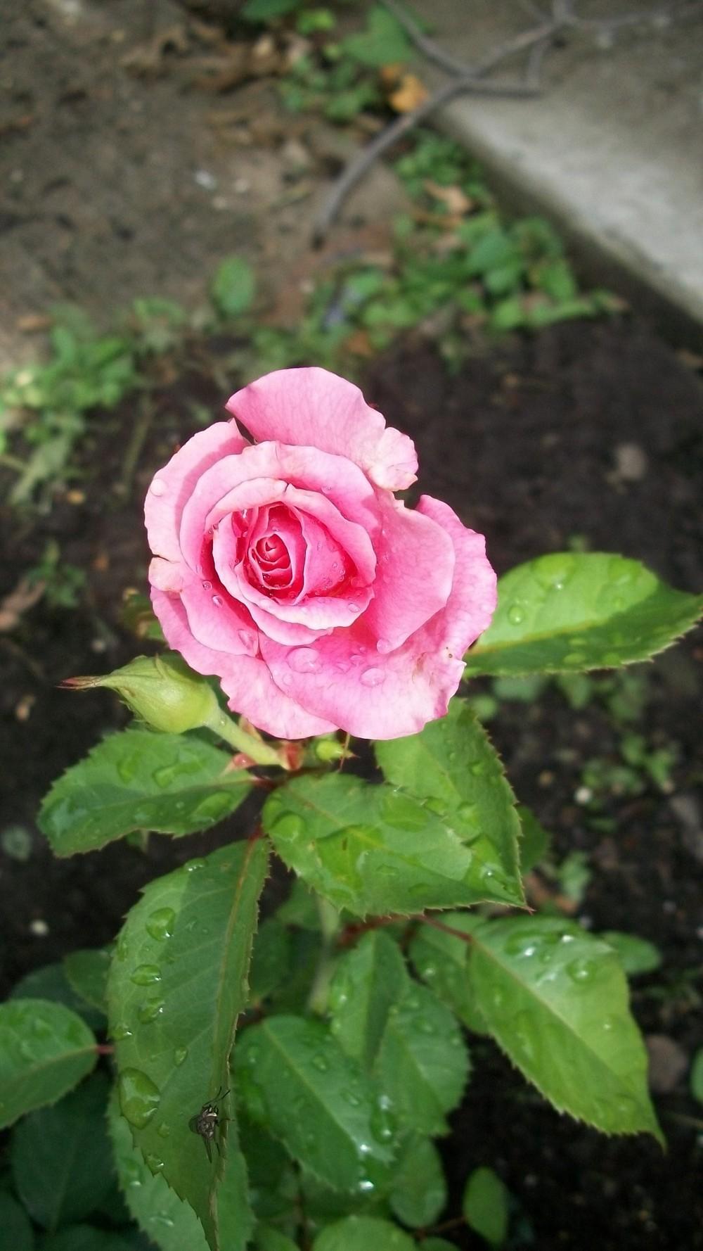 Photo of Roses (Rosa) uploaded by hazeleyes