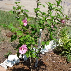 Location: Garland (Dallas), TX
Date: 2013-07-01
Neighbor kids saw me frequently gardening and bought this shrub f