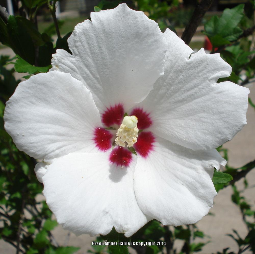 Photo of Roses of Sharon (Hibiscus syriacus) uploaded by lovemyhouse