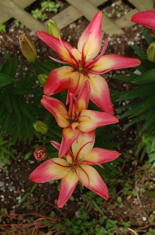 Photo of Lily (Lilium 'Strawberry Custard') uploaded by pixie62560