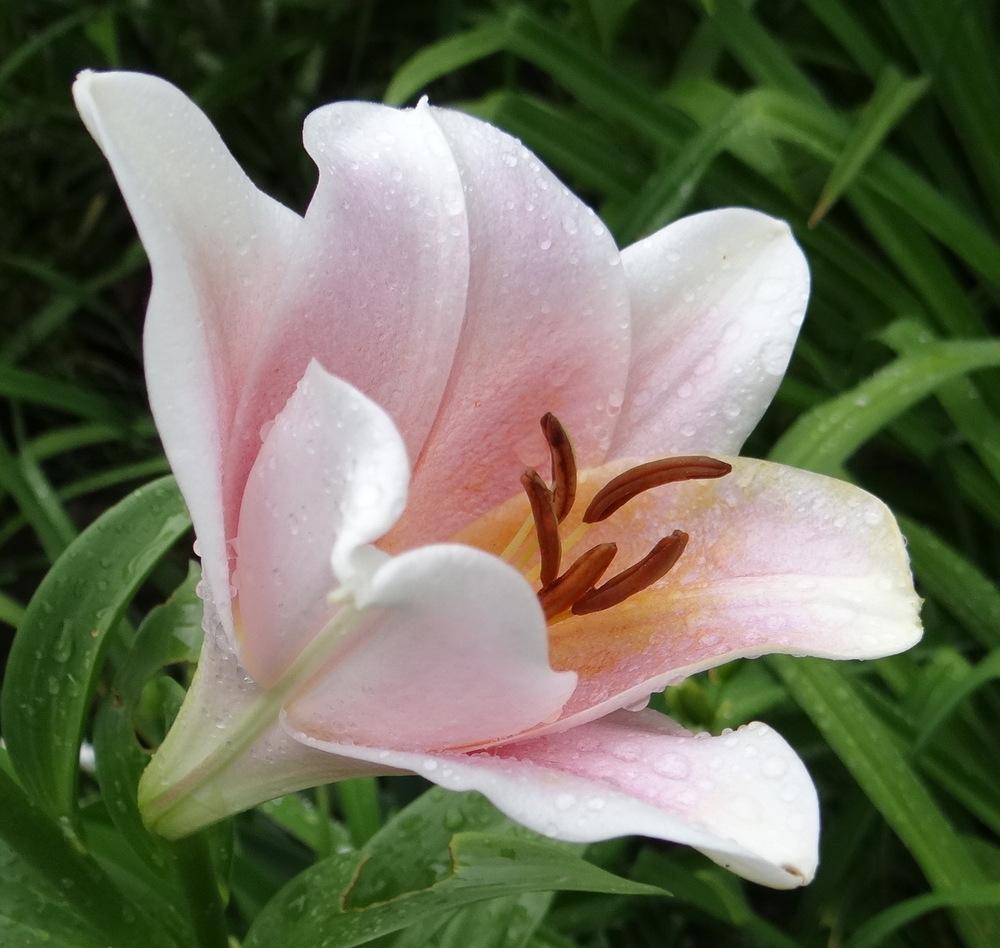 Photo of Lily (Lilium 'Cali') uploaded by stilldew