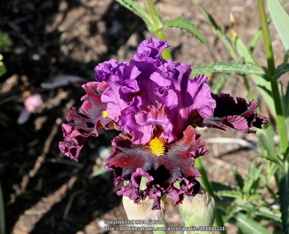 Photo of Tall Bearded Iris (Iris 'Naughty Nights') uploaded by ARUBA1334