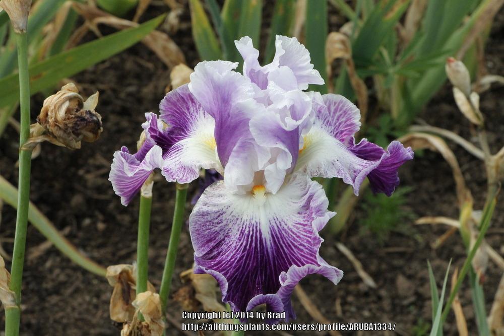 Photo of Tall Bearded Iris (Iris 'Telepathy') uploaded by ARUBA1334