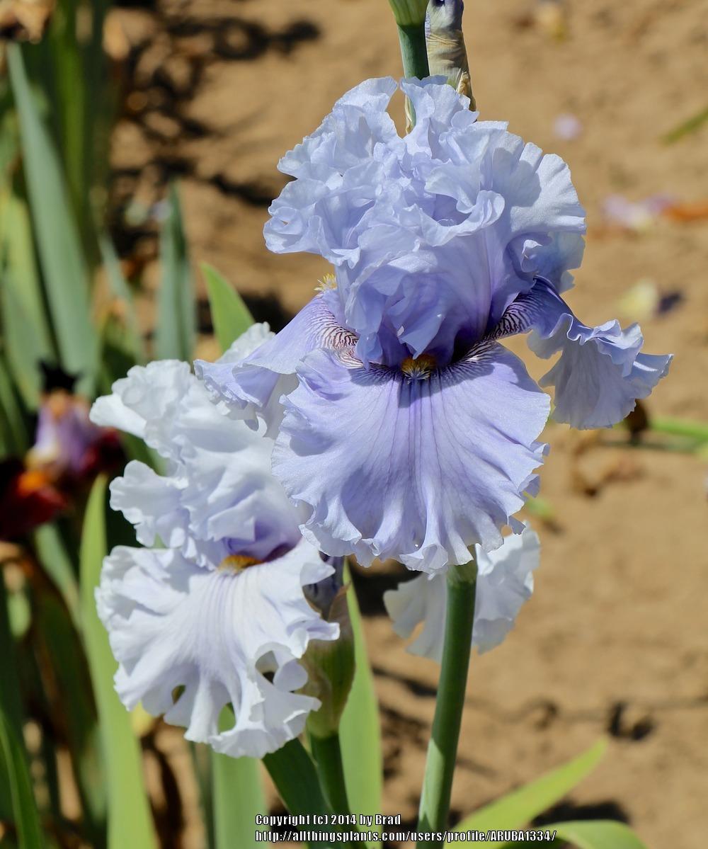 Photo of Tall Bearded Iris (Iris 'Platinum Passion') uploaded by ARUBA1334