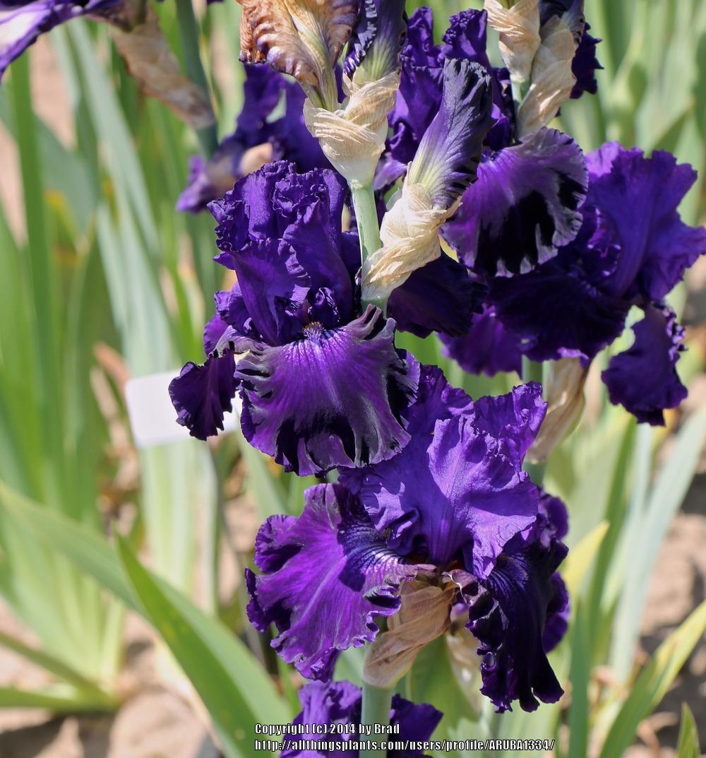 Photo of Tall Bearded Iris (Iris 'Lachlan Macquarie') uploaded by ARUBA1334