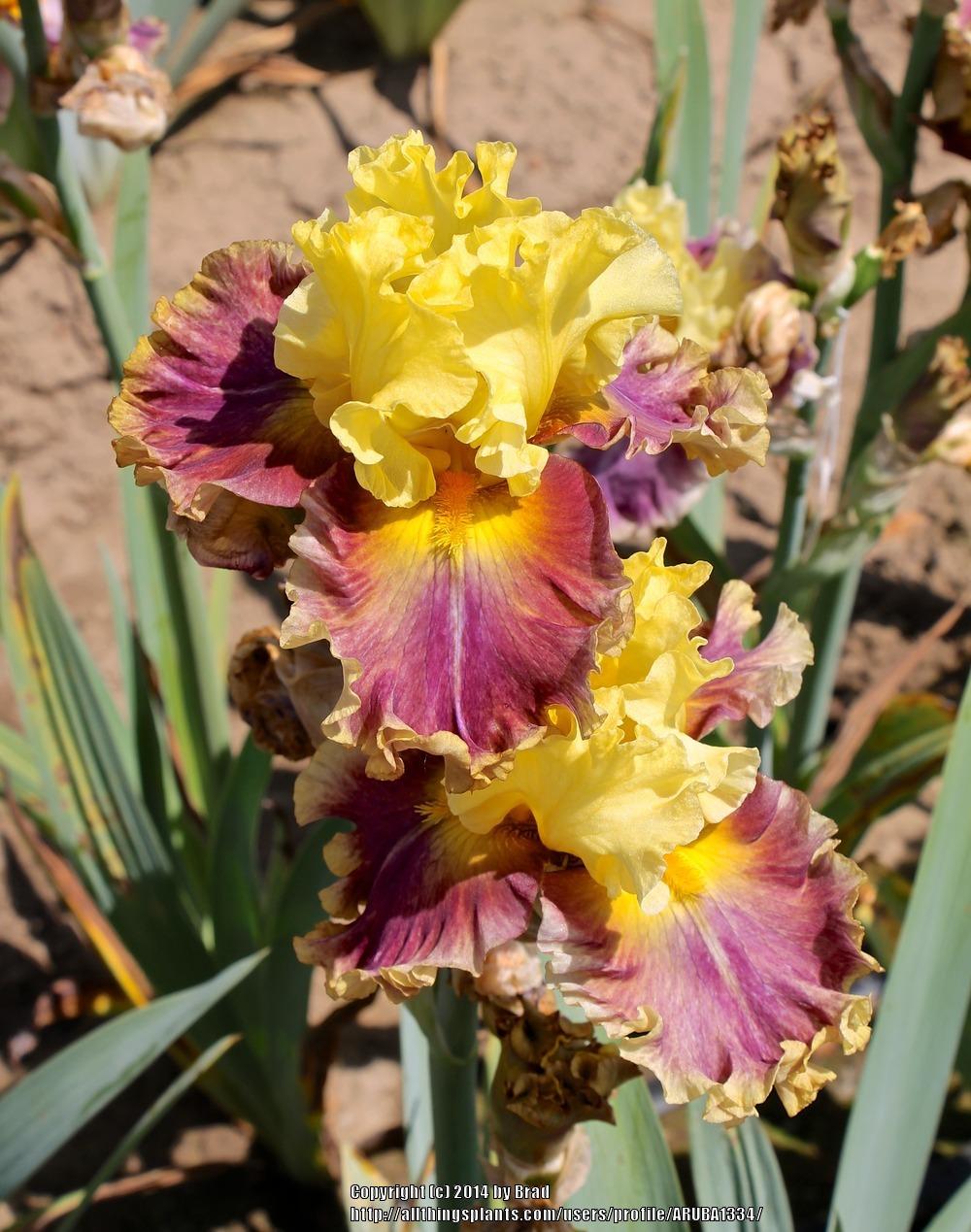 Photo of Tall Bearded Iris (Iris 'In the News') uploaded by ARUBA1334