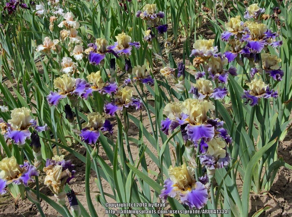 Photo of Tall Bearded Iris (Iris 'First Avenue') uploaded by ARUBA1334