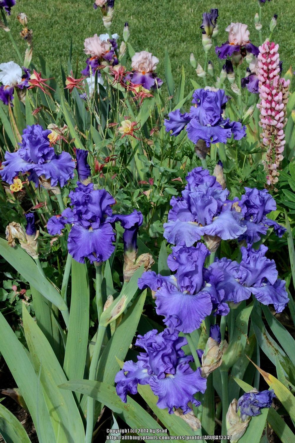Photo of Tall Bearded Iris (Iris 'All About Blue') uploaded by ARUBA1334