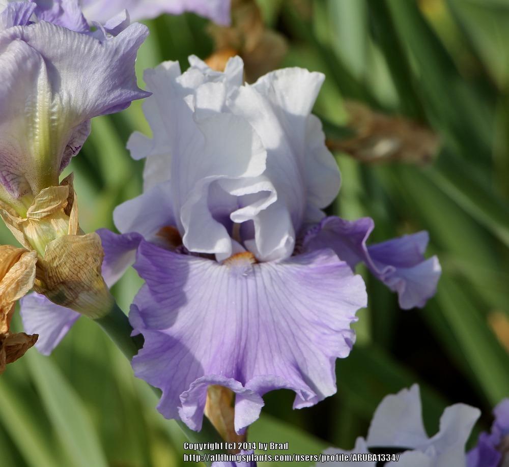 Photo of Tall Bearded Iris (Iris 'Credentials') uploaded by ARUBA1334