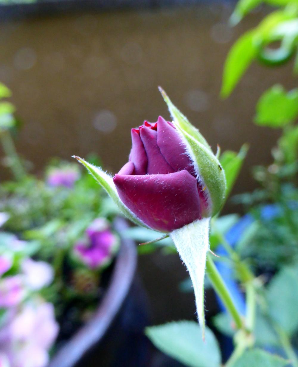 Photo of Rose (Rosa 'Ebb Tide') uploaded by JulieB