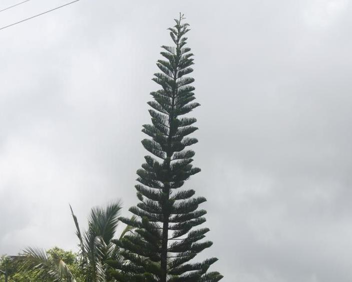 Photo of New Caledonian Pine (Araucaria columnaris) uploaded by KentPfeiffer