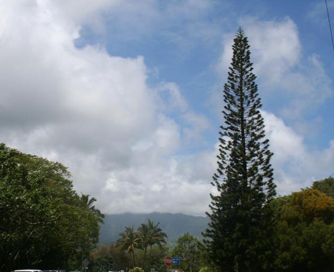 Photo of New Caledonian Pine (Araucaria columnaris) uploaded by KentPfeiffer