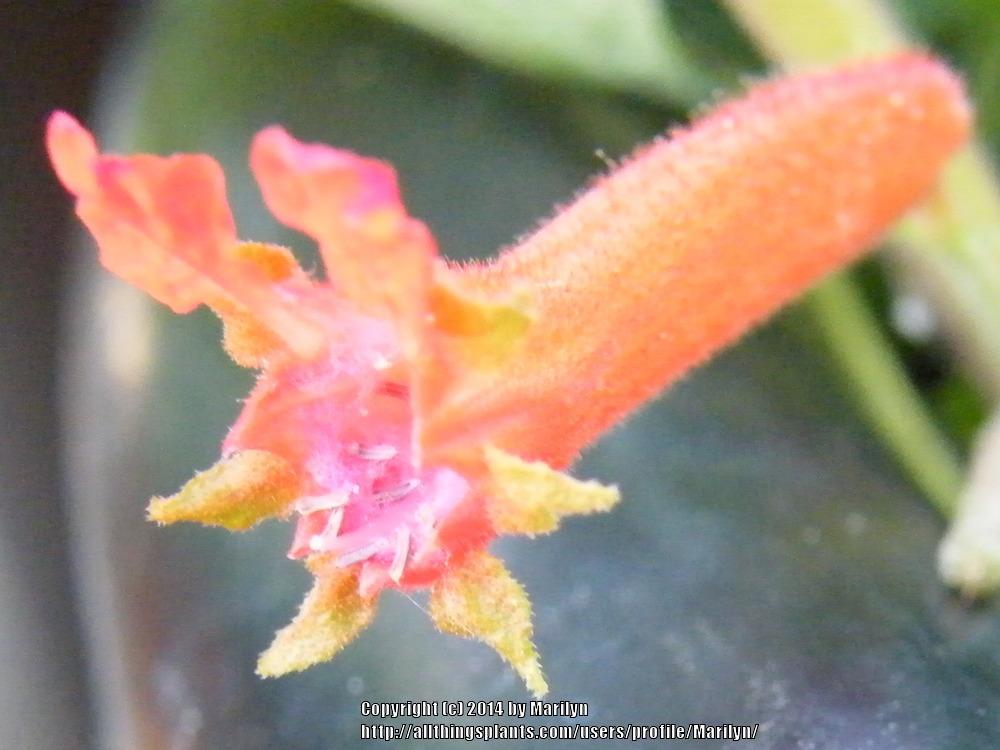 Photo of Salvadoran Cigar Plant (Cuphea salvadorensis) uploaded by Marilyn