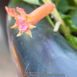 Location: My garden in Kentucky
Date: 2014-07-05
First bloom to open! Growing in a 17 gallon container tub.