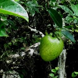 Location: Big Cypress National Park  Everglades, Florida
Date: 2014-07-05
Pond Apple, Gator Apple, Monkey Apple is a favorite treat of the 