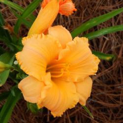 Location: home
Date: 2014-07-06
Great form on every bloom!  It's a bit more orange, the color of 