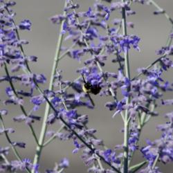 Location: My Garden, Utah
Date: 2014-07-06
#Pollination