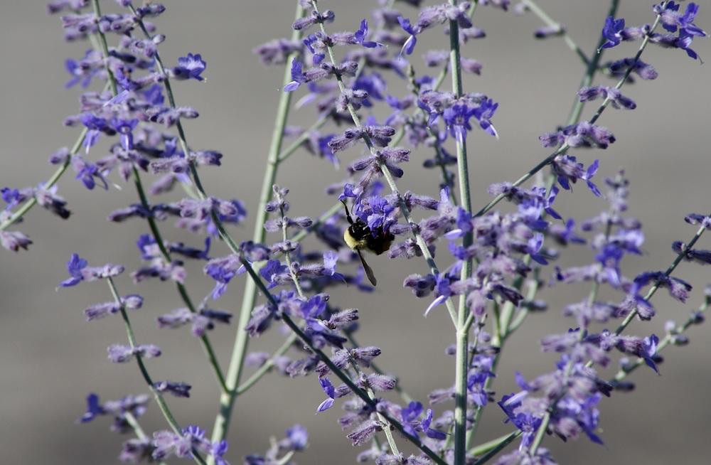 Photo of Russian Sage (Salvia yangii) uploaded by dirtdorphins