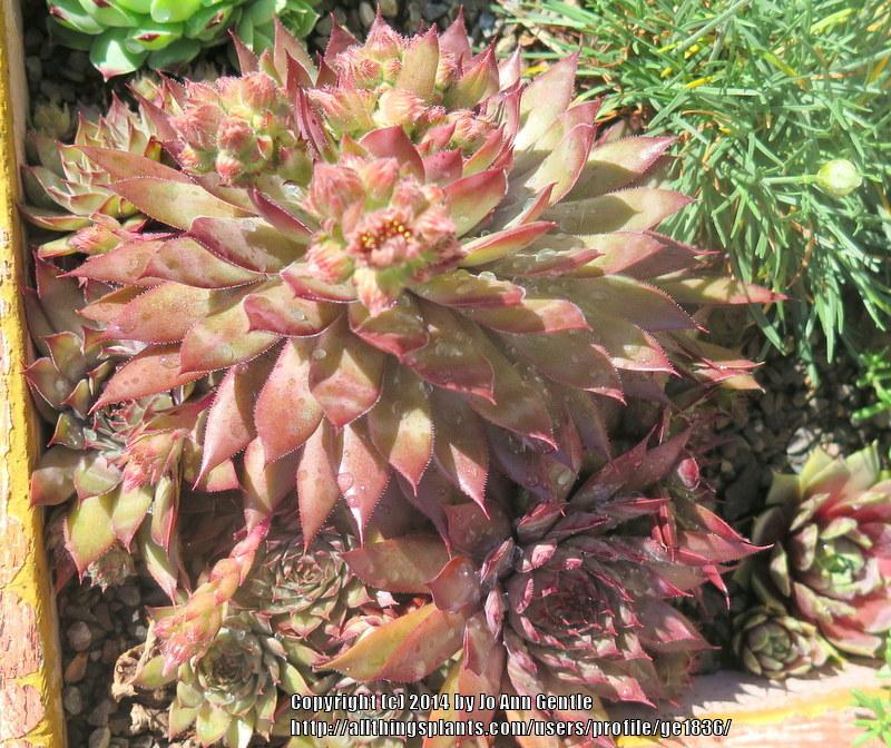Photo of Hen and Chicks (Sempervivum 'Red Beauty') uploaded by ge1836