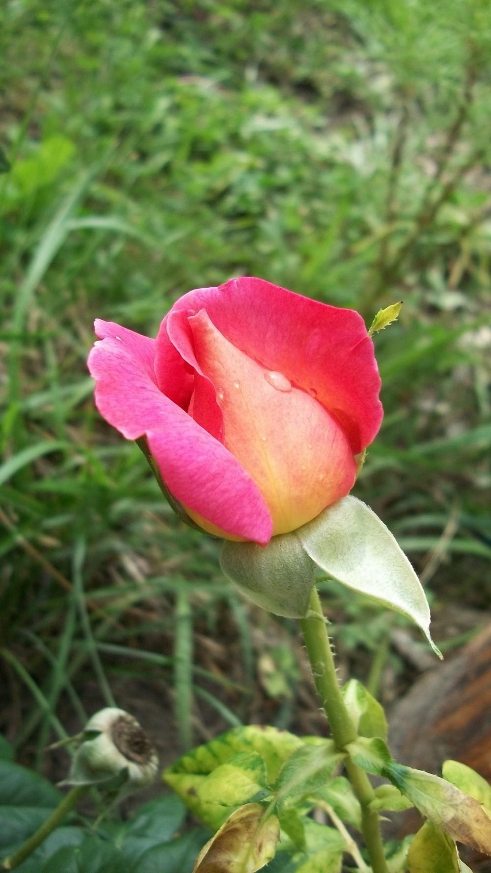 Photo of Rose (Rosa 'Chicago Peace') uploaded by hazeleyes