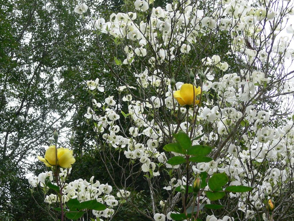 Photo of Flowering Dogwood (Cornus florida) uploaded by janwax