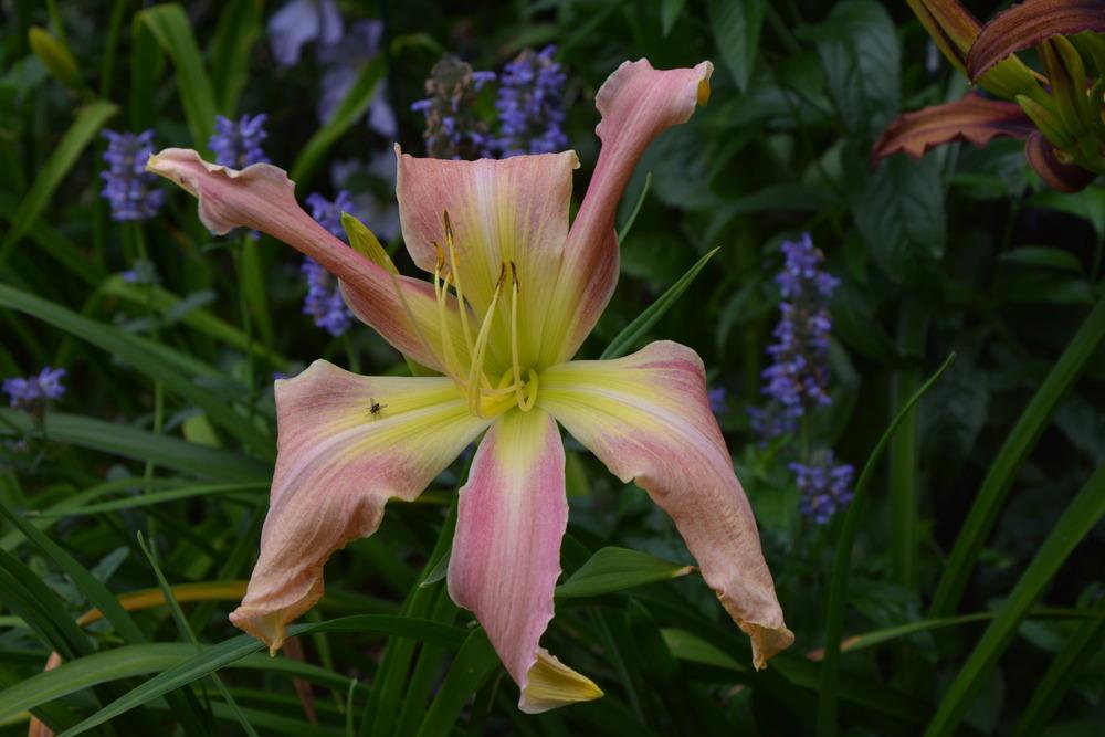 Photo of Daylily (Hemerocallis 'Lily Munster') uploaded by queerbeet
