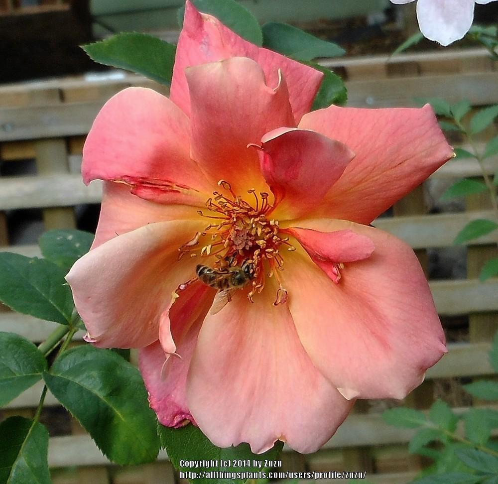 Photo of Rose (Rosa 'Mojave') uploaded by zuzu