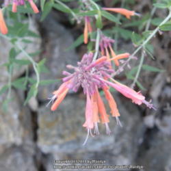 Location: My garden in Kentucky
Date: 2014-07-06
Love the colors of this Agastache!