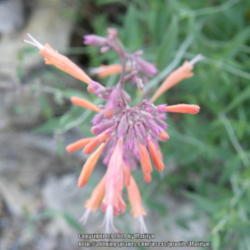 Location: My garden in Kentucky
Date: 2014-07-06
Love the colors on this Agastache!