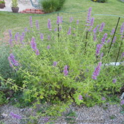 Location: My garden in Kentucky
Date: 2014-07-06
Wonderful Agastache all around! Planted 2011