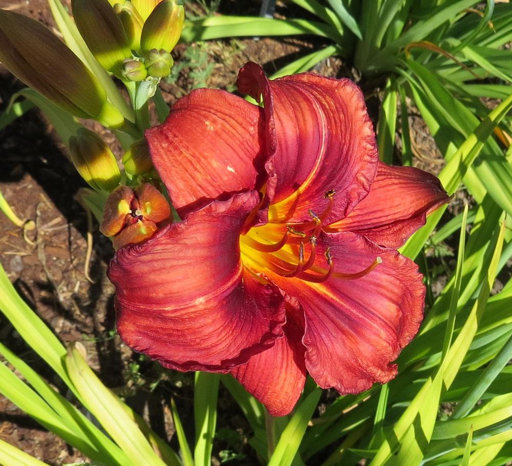 Photo of Daylily (Hemerocallis 'Little Red Warbler') uploaded by Natalie