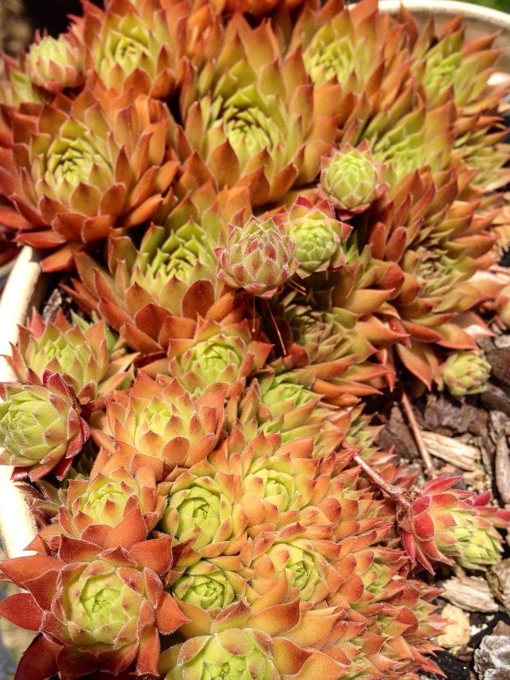 Photo of Hen and Chicks (Sempervivum 'Pacific Blazing Star') uploaded by clintbrown
