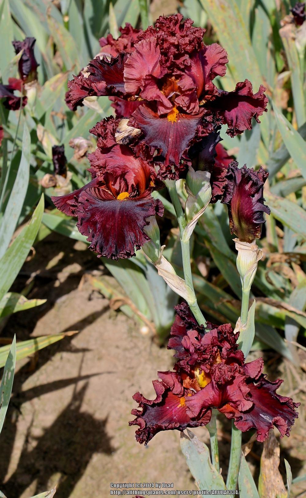 Photo of Tall Bearded Iris (Iris 'Trial by Fire') uploaded by ARUBA1334