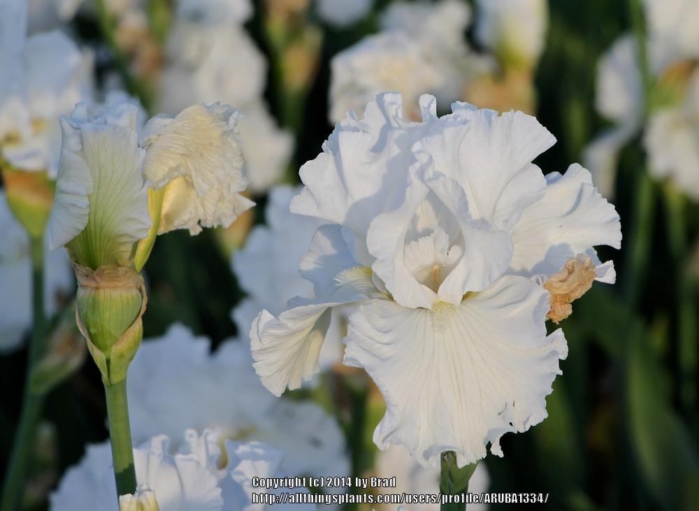 Photo of Tall Bearded Iris (Iris 'Mr. Moonlight') uploaded by ARUBA1334
