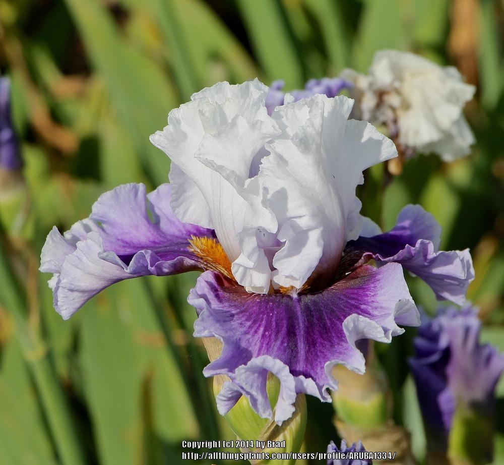 Photo of Tall Bearded Iris (Iris 'Gothic Lord') uploaded by ARUBA1334