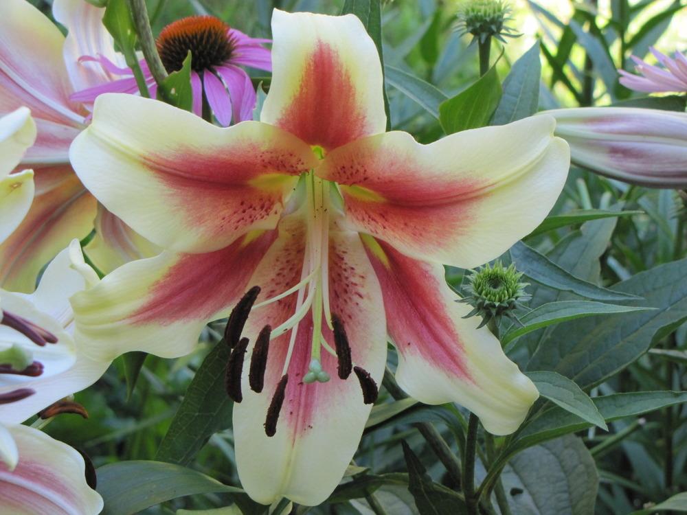 Photo of Lily (Lilium 'Shocking') uploaded by Claudia