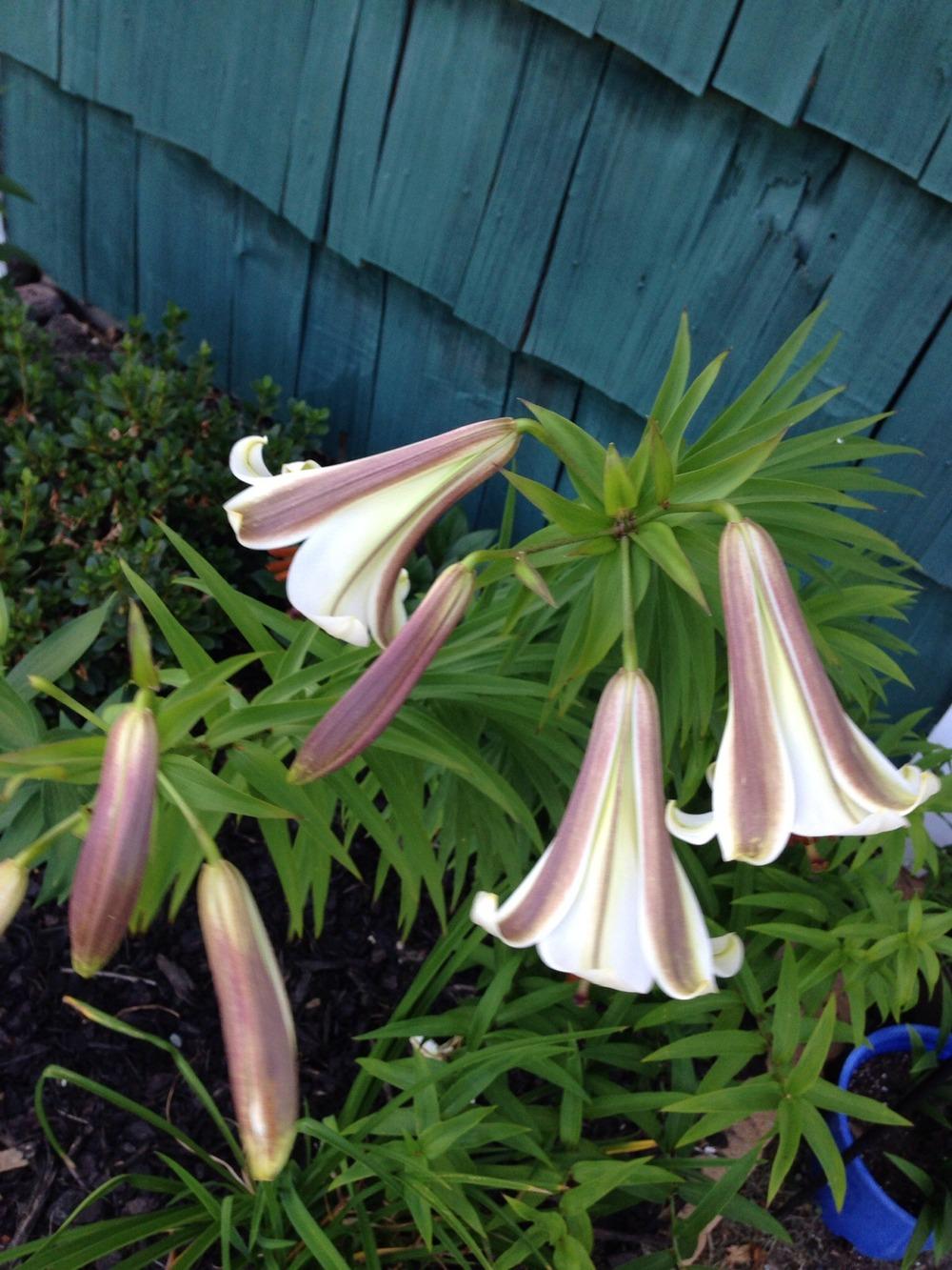 Photo of Lily (Lilium sargentiae) uploaded by Joebass