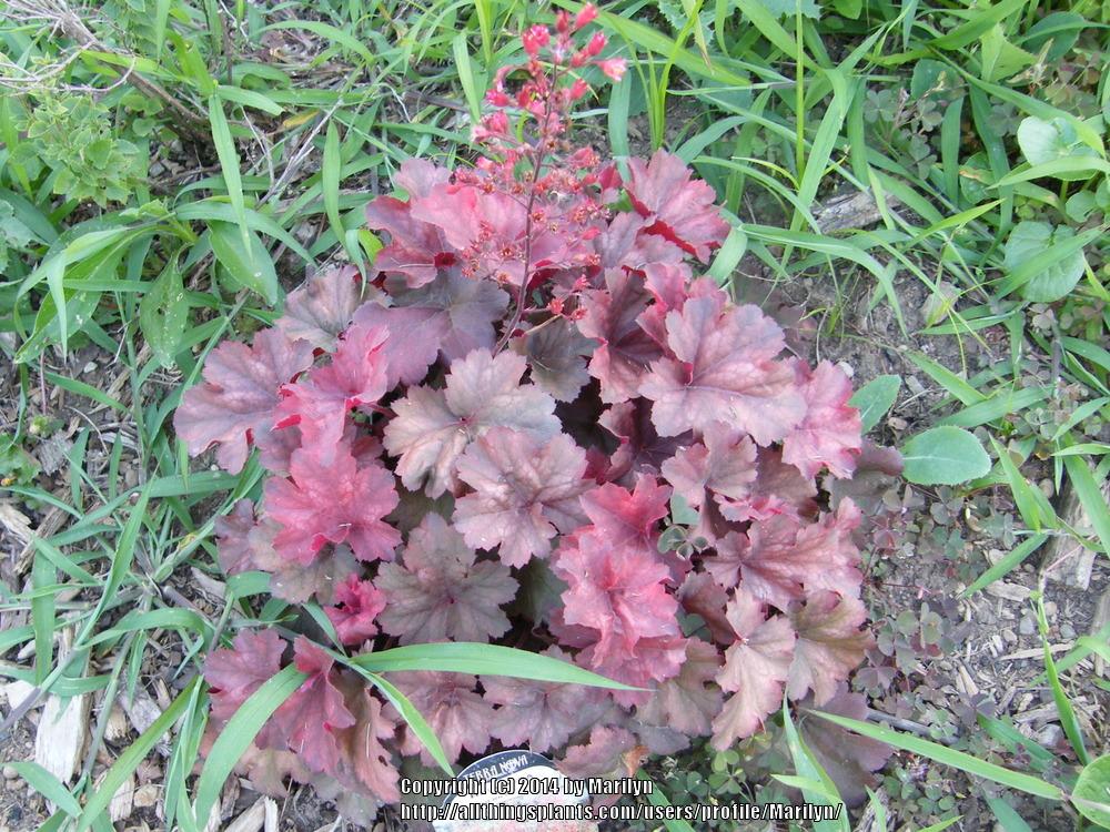 Photo of Coral Bells (Heuchera 'Cherry Cola') uploaded by Marilyn