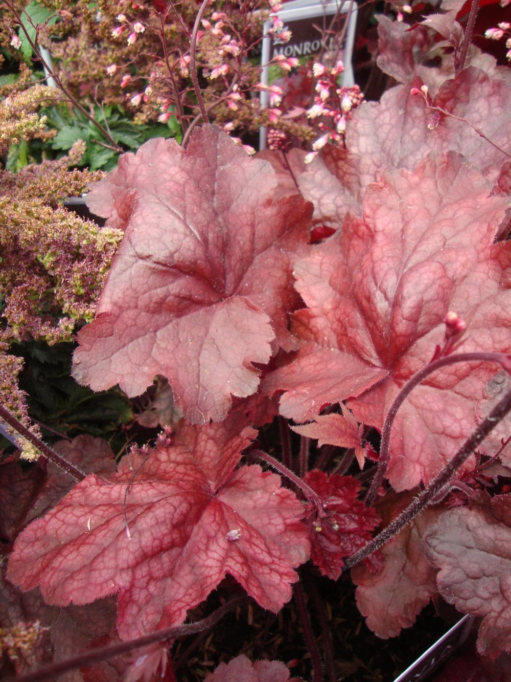 Photo of Coral Bells (Heuchera 'Fire Chief') uploaded by Paul2032