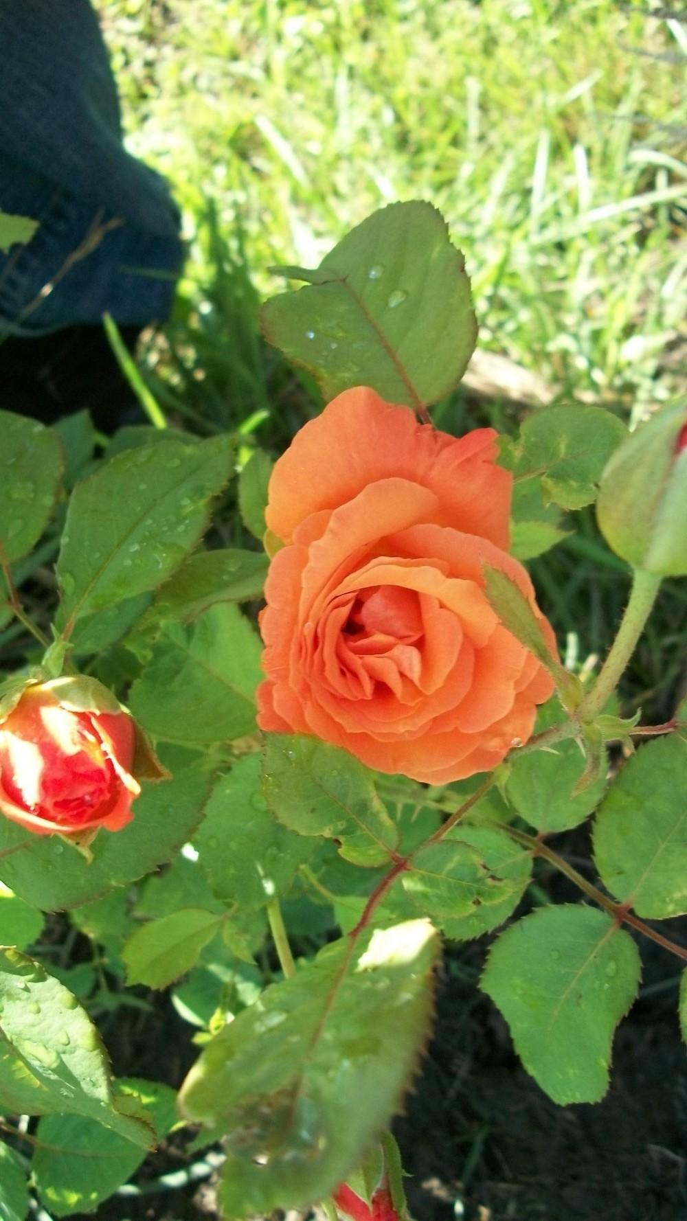 Photo of Rose (Rosa 'Sundowner') uploaded by hazeleyes