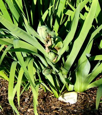 Photo of Louisiana Iris (Iris 'Swirling Waters') uploaded by pirl