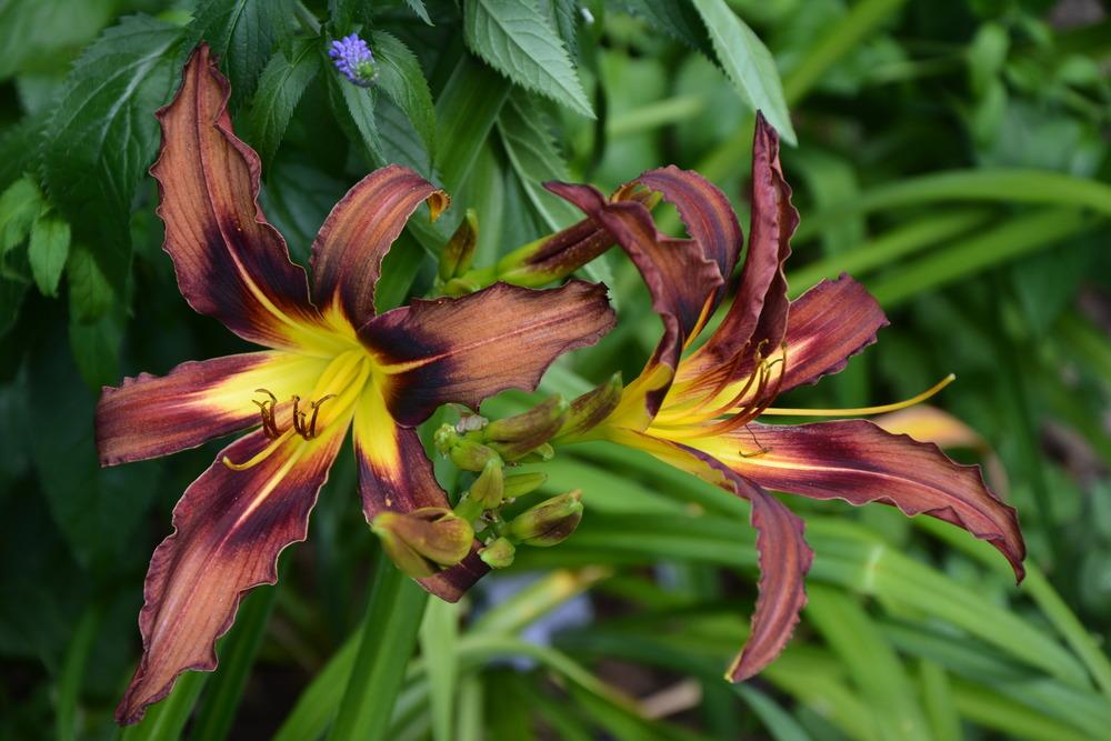 Photo of Daylily (Hemerocallis 'Grey Witch') uploaded by queerbeet