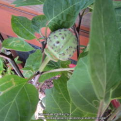 Location: Jacksonville, Fl.
Date: 2014-07-09
A developing seed pod