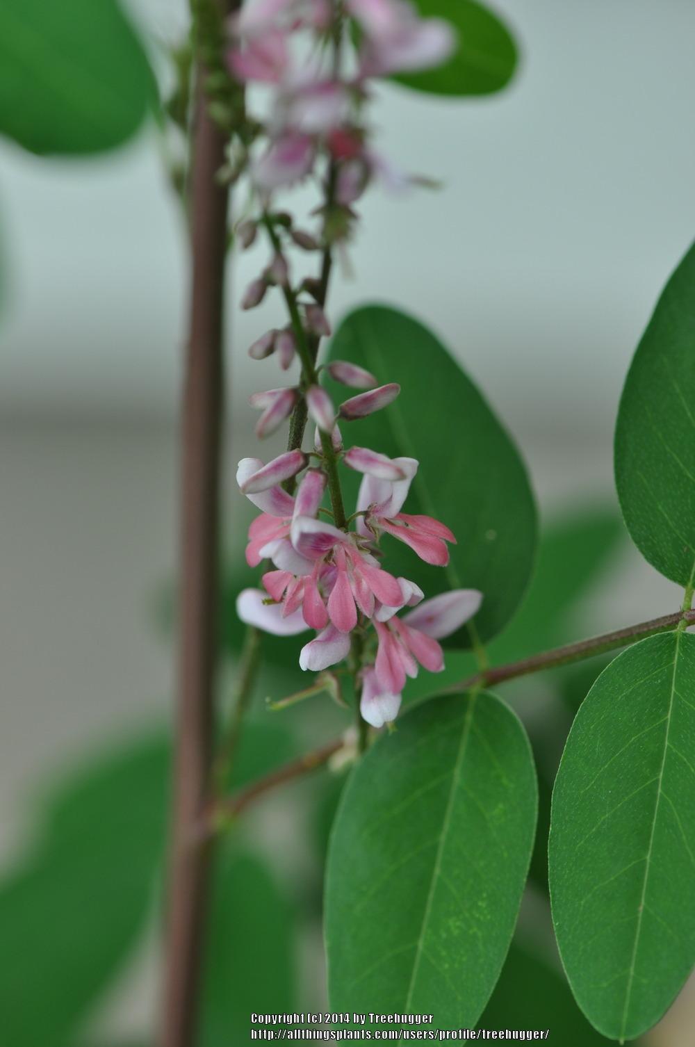 Photo of Pink-Flower Indigo (Indigofera amblyantha) uploaded by treehugger